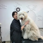 올 도그 그루밍