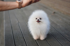 강아지분양 타임도그 애견샵 목동점