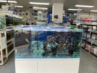 대청애견수족관