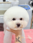댕블리
