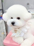 댕블리
