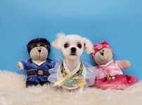 원더플독