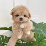 멍그레