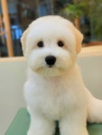 메모리멍