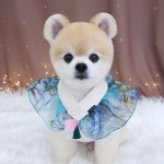 무아펫살롱