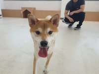 아르멍미르멍