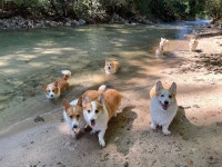 8코기네 애견펜션