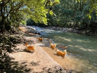 8코기네 애견펜션