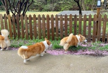 8코기네 애견펜션