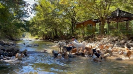 8코기네 애견펜션