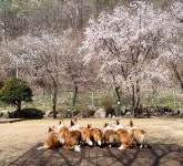 8코기네 애견펜션