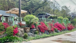 8코기네 애견펜션