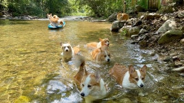 8코기네 애견펜션