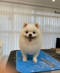 푸리바바