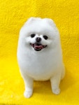 밍그루밍 애견미용실