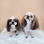 유니독 애견미용실