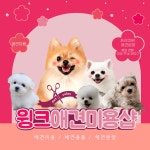 윙크애견미용샵