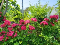 정원이있는안동펜션