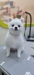 슬로독