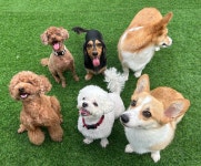 아산반려견교육센터