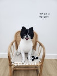 도그미용실