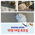 모여봐요고양이카페