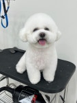 다온댕