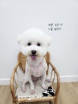 도그미용실