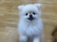 어썸 강아지 호텔 & 유치원