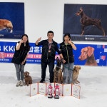 힐링독반려견센터