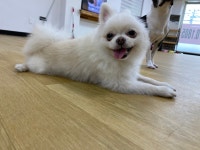 어썸 강아지 호텔 & 유치원