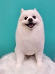 펫밀리샵