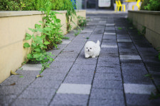 마마스미독 강아지분양 인천점