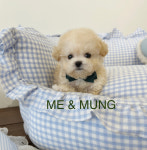미앤멍 강아지분양 제주점