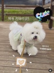 올블링 펫부티끄 & 애견호텔