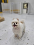 오댕펫살롱