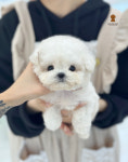 러빙펫 강아지분양 시흥배곧본점