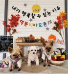 덕분이야모든개 애견유치원/애견호텔