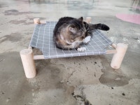고양이살롱앤카페