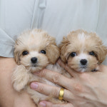 미니퍼피 가정견사 전주직영점