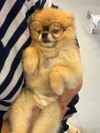 덕분이야모든개 애견유치원/애견호텔