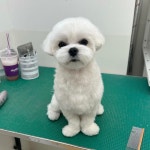 딩굴댕굴 애견미용 송탄점