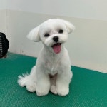 딩굴댕굴 애견미용 송탄점