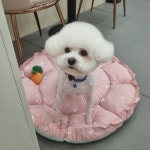 하이몽애견미용실