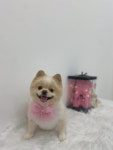 사르르몽몽