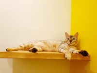 심쿵하냥 고양이미용&호텔