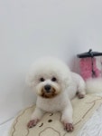 사르르몽몽