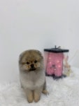 사르르몽몽