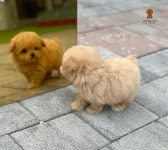 러빙펫 강아지분양 시흥배곧본점