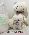 미앤멍 강아지분양 제주점